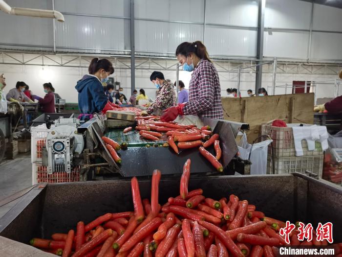 石槽村现代农业产业园内，村民们对胡萝卜进行分拣。　杨英琦 摄